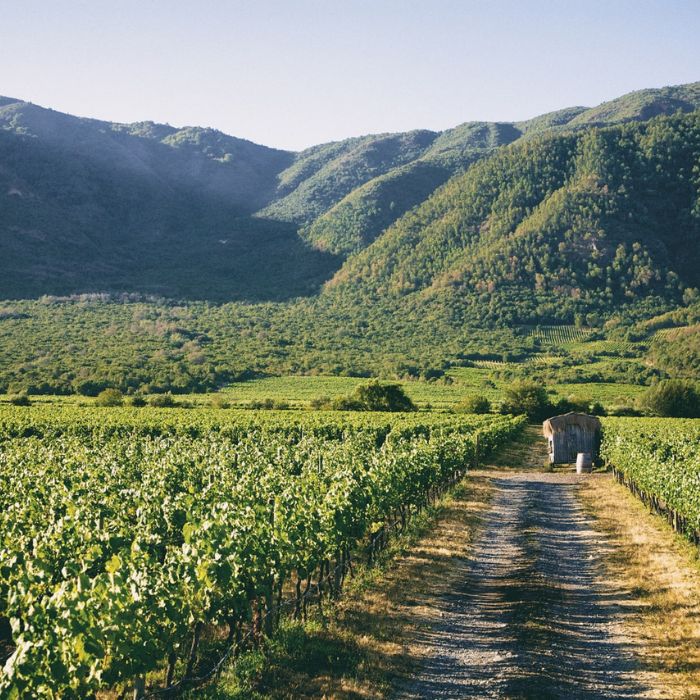 Vinhedos de Casablanca